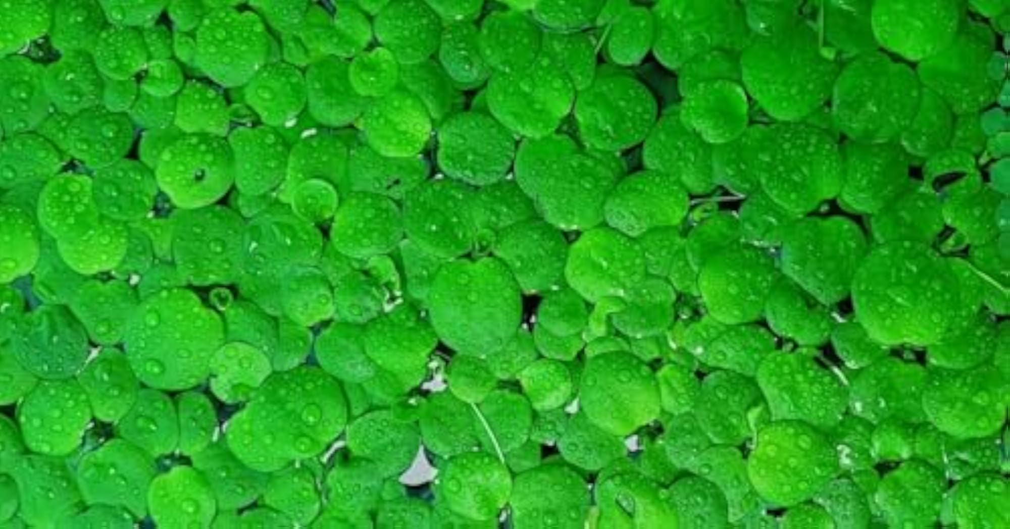 img_11771150