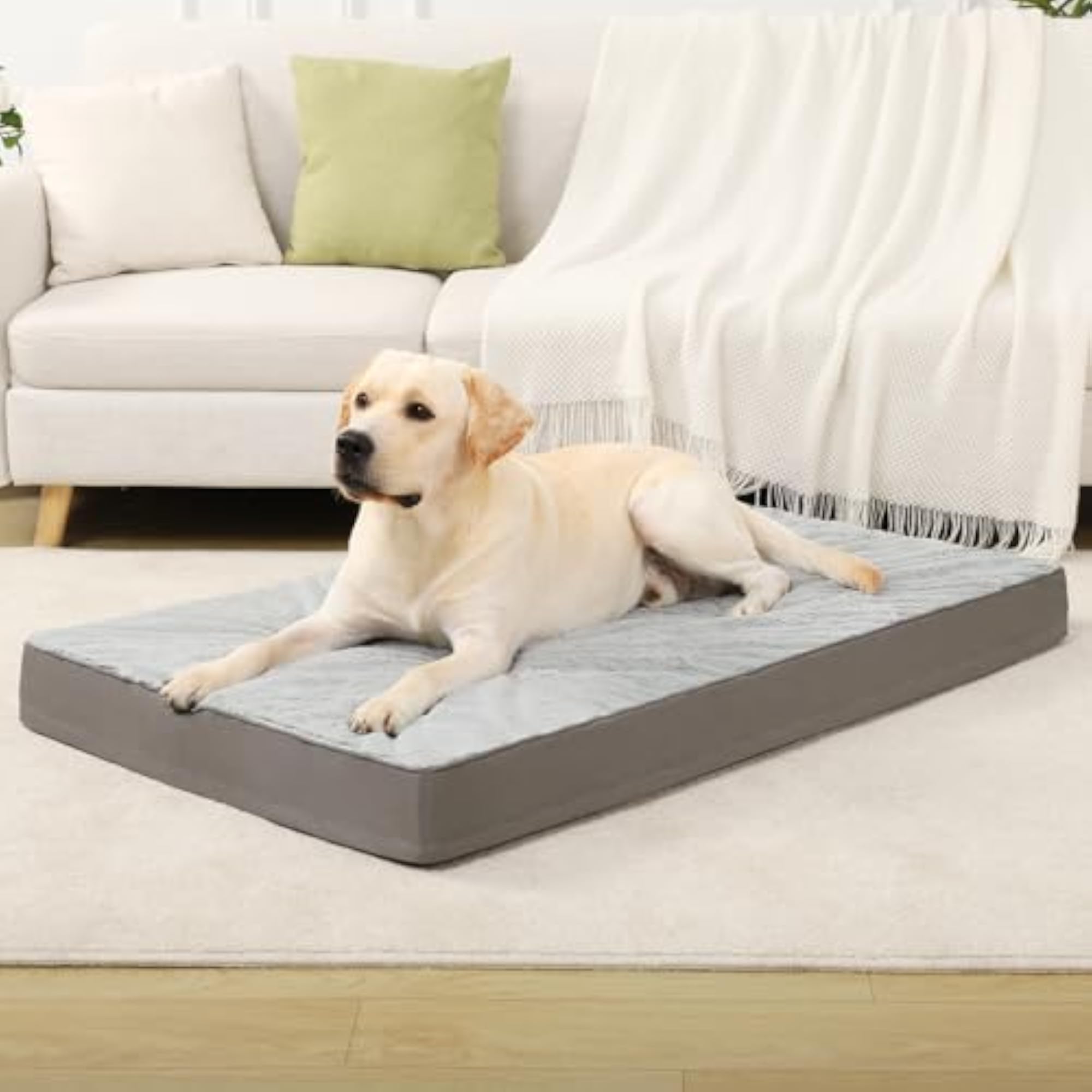 img_11785680