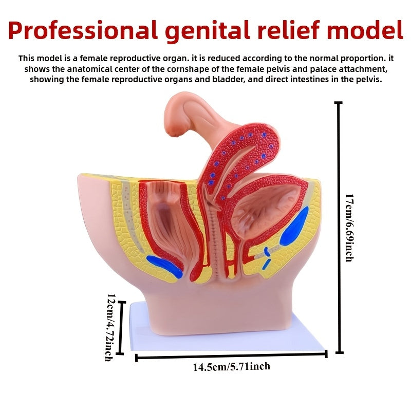 3D Desktop Male Prostate & Female Reproductive Anatomy Model