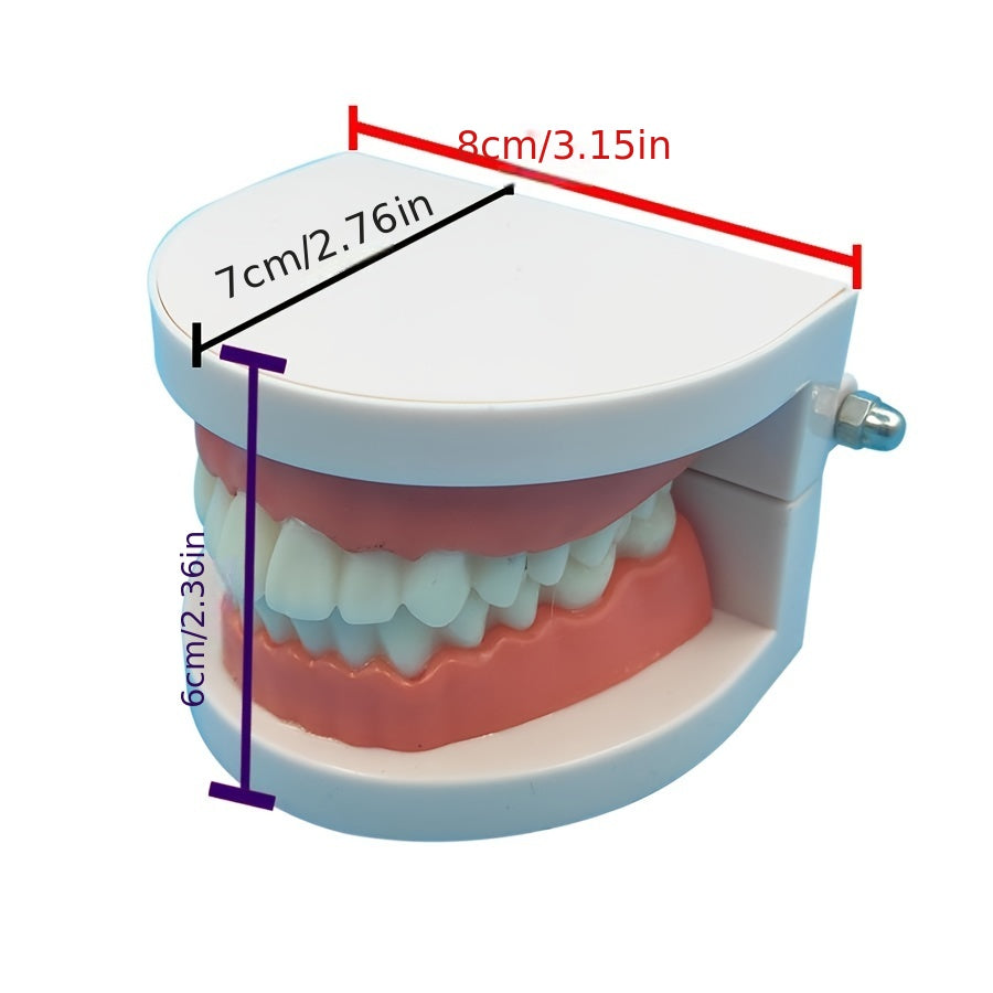 Dental Teeth Model - Standard Dentist Student Teaching Tool