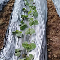 Embossed Plastic Film Garden Weed Barrier 33x3 Feet