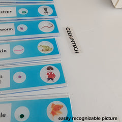 Microscope Slides 48pcs 4 Colors Sample Microbiological Biology Microscope Slice