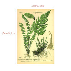 30pcs Bio Postcards Botanical Wall Stickers Room Decoration Cards 9 14