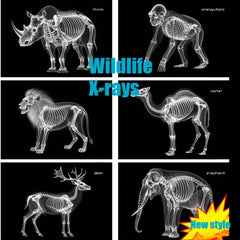 X-Ray Film Set for Human and Animal Science Study
