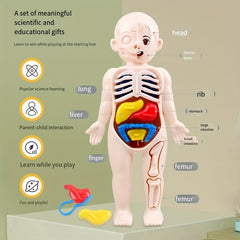 Anatomical Educational Toy Set with Removable Organs