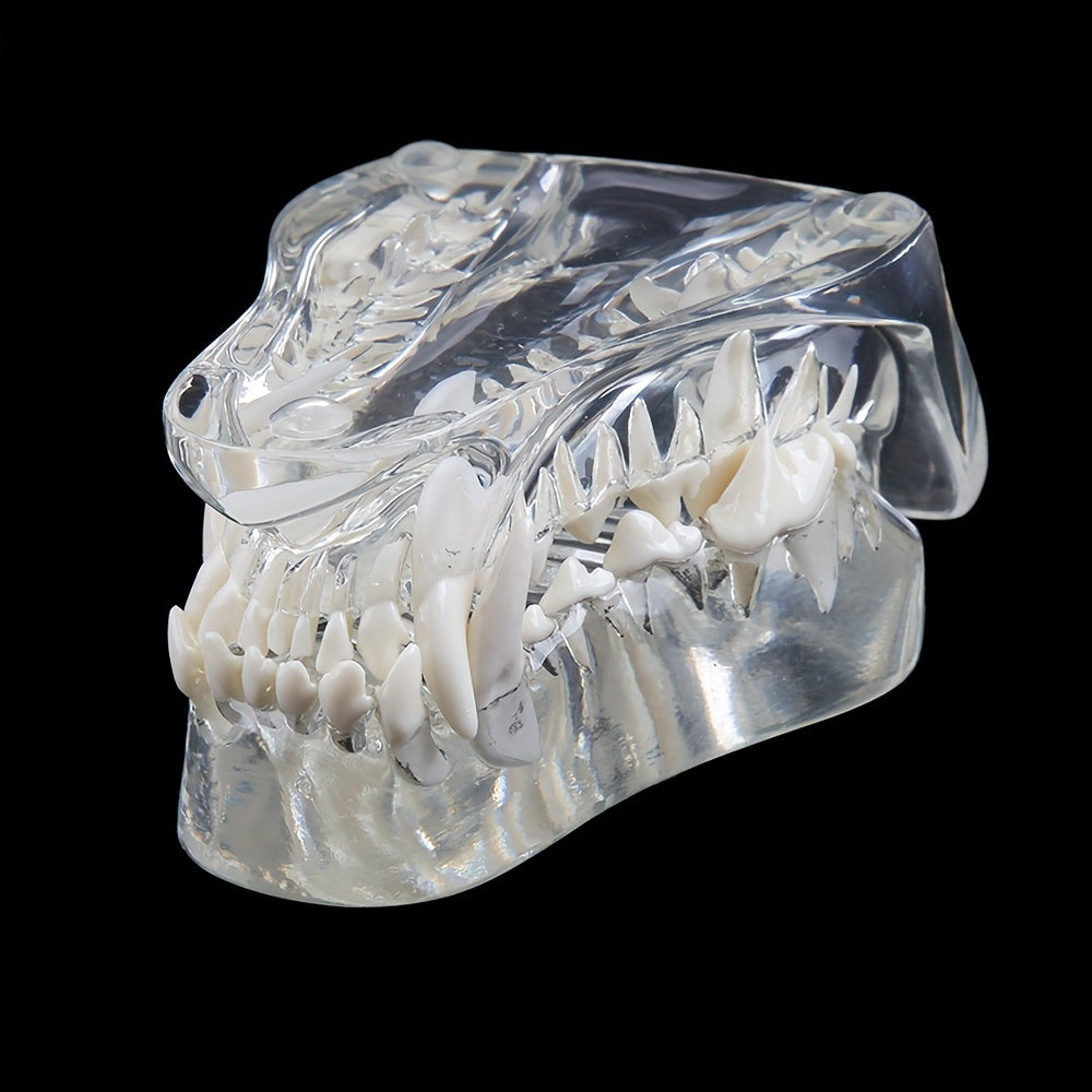 Transparent Dog Cat Teeth Anatomical Model Resin Oral Tooth Jaw