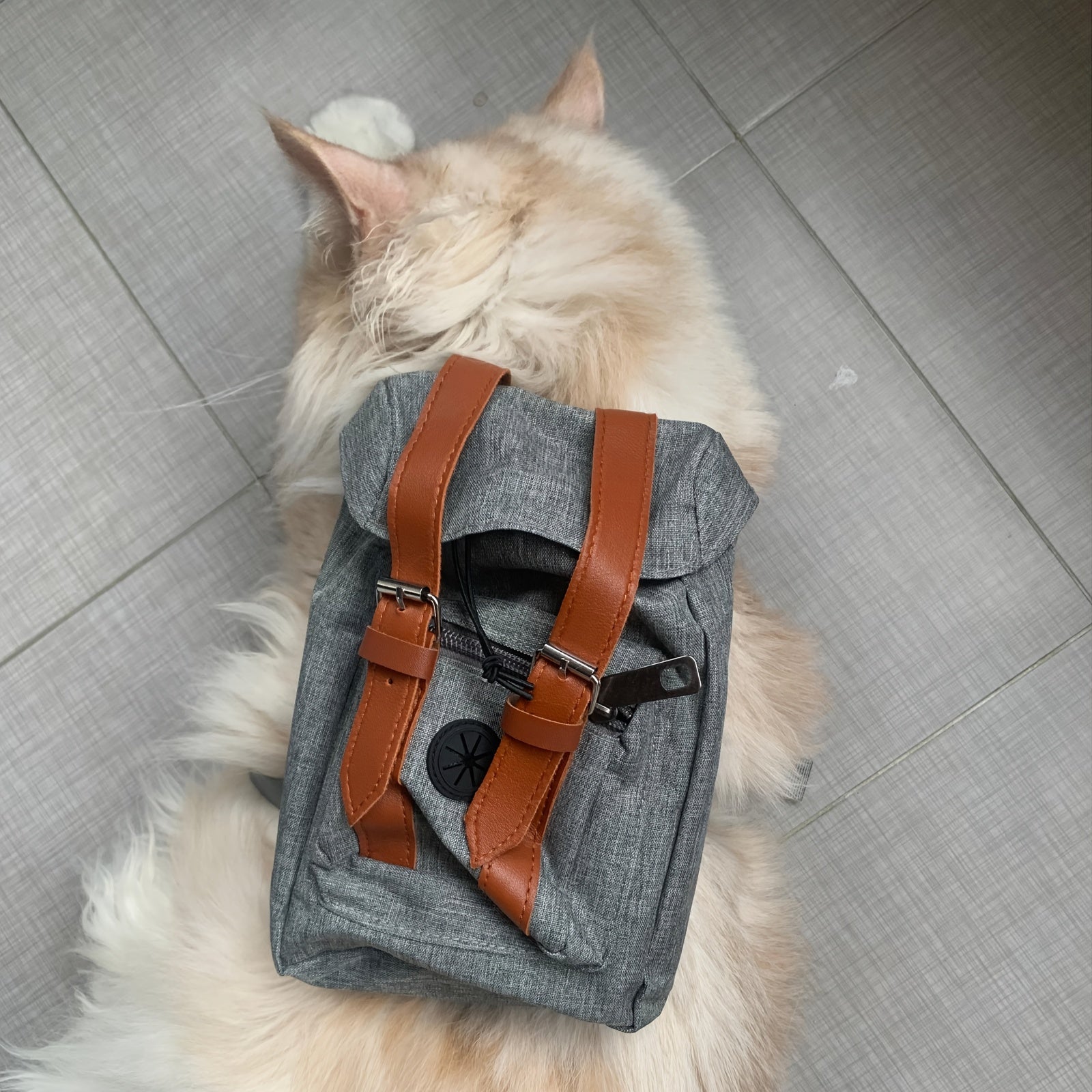 img_7499516