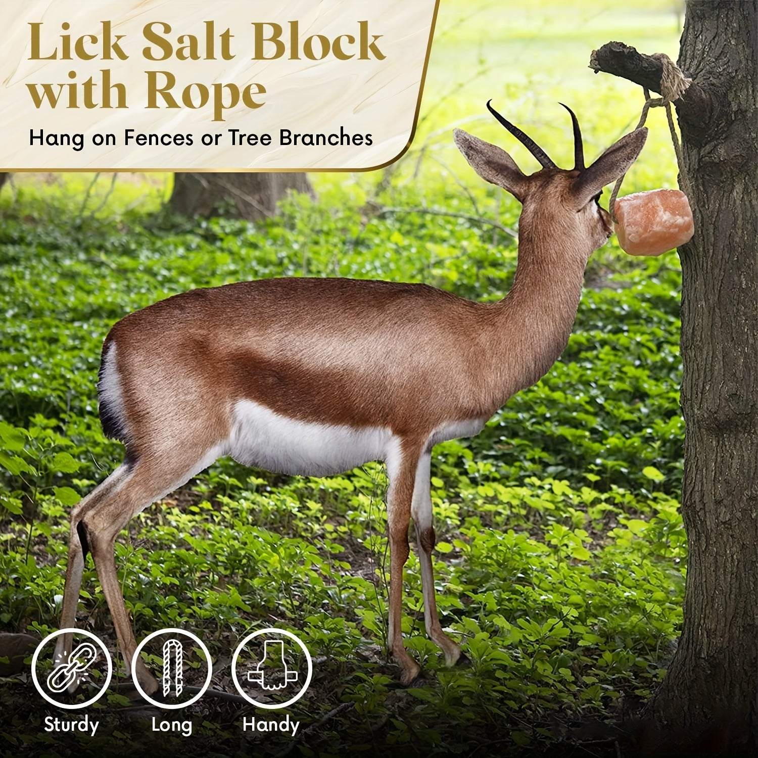 Livestock Cattle Licking Salt Block