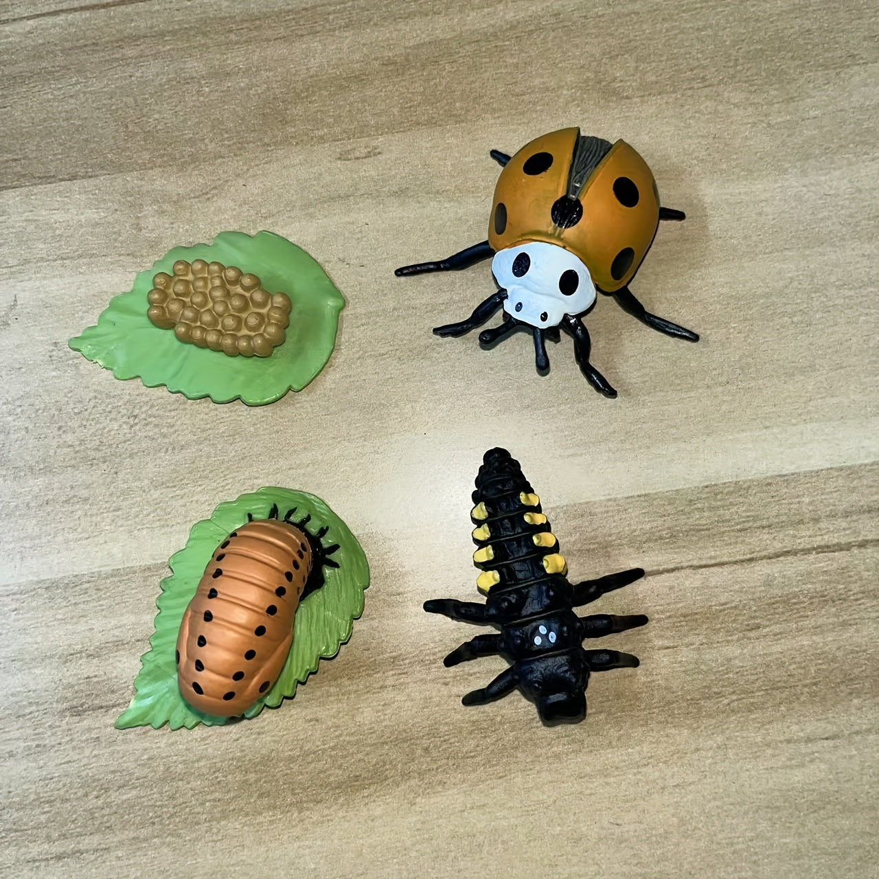 Realistic Ladybug Growth Cycle Model Toy Educational Teaching Aid
