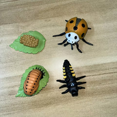 Realistic Ladybug Growth Cycle Model Toy Educational Teaching Aid