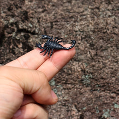 Realistic Scorpion Prank prop Lifelike Venomous Scary Sharp Pedipal