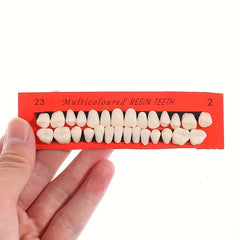 28pcs Dental Practice Tooth Mold Set Student Oral Material Model