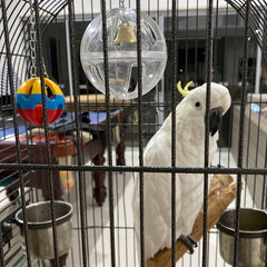 Bird Chew Ball Swing and Cage Accessories for Cockatiels and Parakeets