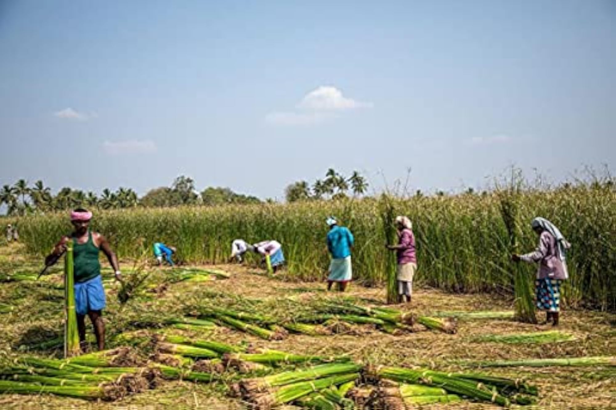 img_8428620