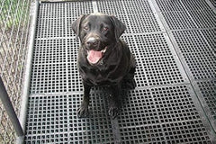 img_11780675