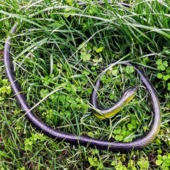 Rubber Snake Prank Toy with String Clip