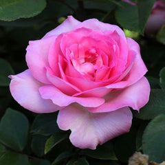 img_19136740