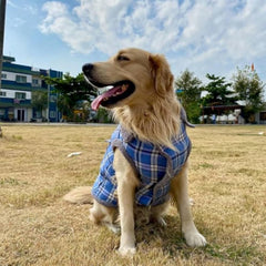 img_11774257
