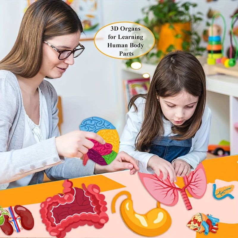 Human Organ Felt Toy Body Anatomy Learning Set