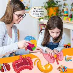 Human Organ Felt Toy Body Anatomy Learning Set