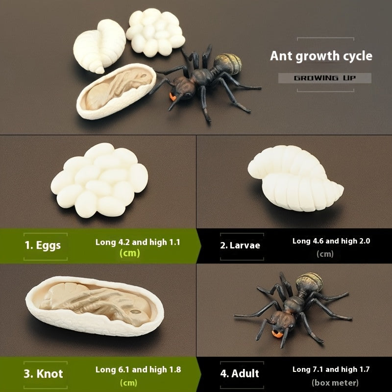 Children's Ant Family Growth Cycle Science Set