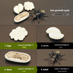 Children's Ant Family Growth Cycle Science Set