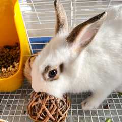Safe Chew Toys for Small Animals - Hamsters, Guinea Pigs, Chinchillas