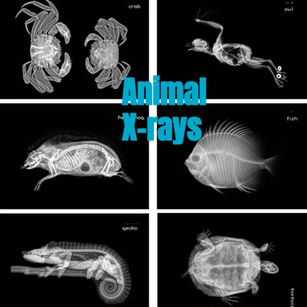 X-Ray Film Set for Human and Animal Science Study