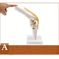 Functional Knee Joint Ligament Model for Anatomy Teaching Display