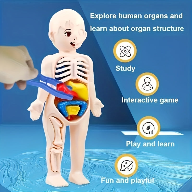 Human Anatomy Toy Set with Removable Organs for Biomedical Science