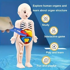 Human Anatomy Toy Set with Removable Organs for Biomedical Science