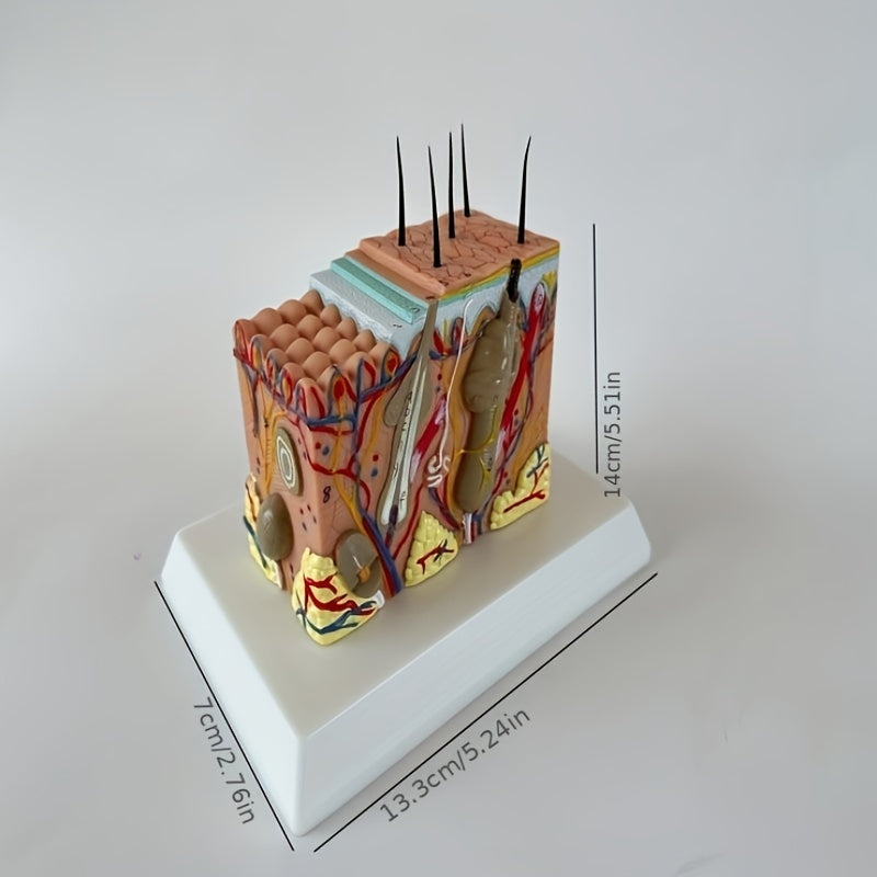 35X Enlarge Human Skin Model Block Plastic Anatomical Anatomy Teaching Aid