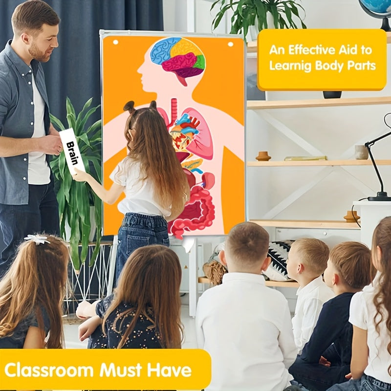 Human Organ Felt Toy Body Anatomy Learning Set