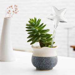 2pcs Star Self Watering Globes for Indoor & Outdoor Plants