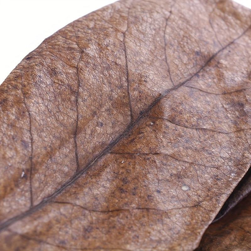 20Pcs Catappa Leaves Almond Tree Aquarium Clean Tool Terminalia Leaf