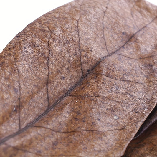 20Pcs Catappa Leaves Almond Tree Aquarium Clean Tool Terminalia Leaf