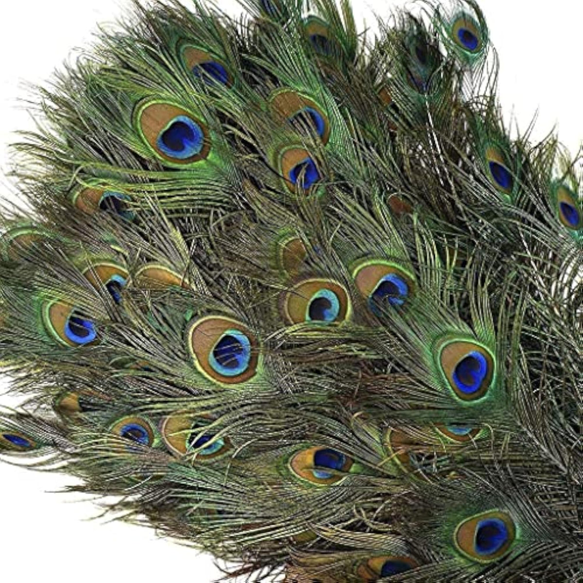 img_8187256