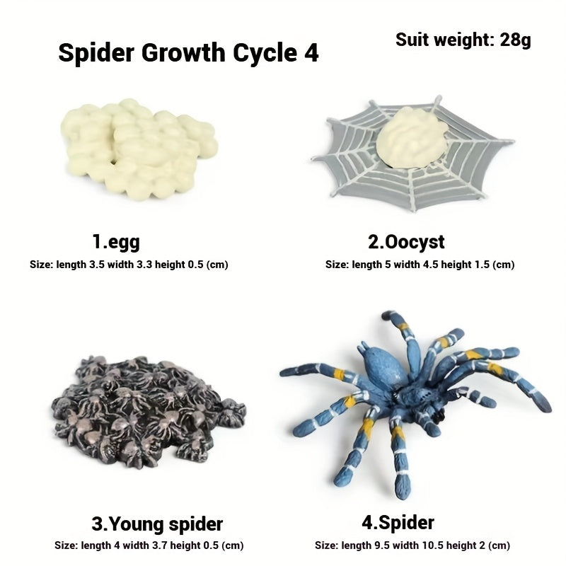 Spider Educational Simulation Models for Halloween Pranks