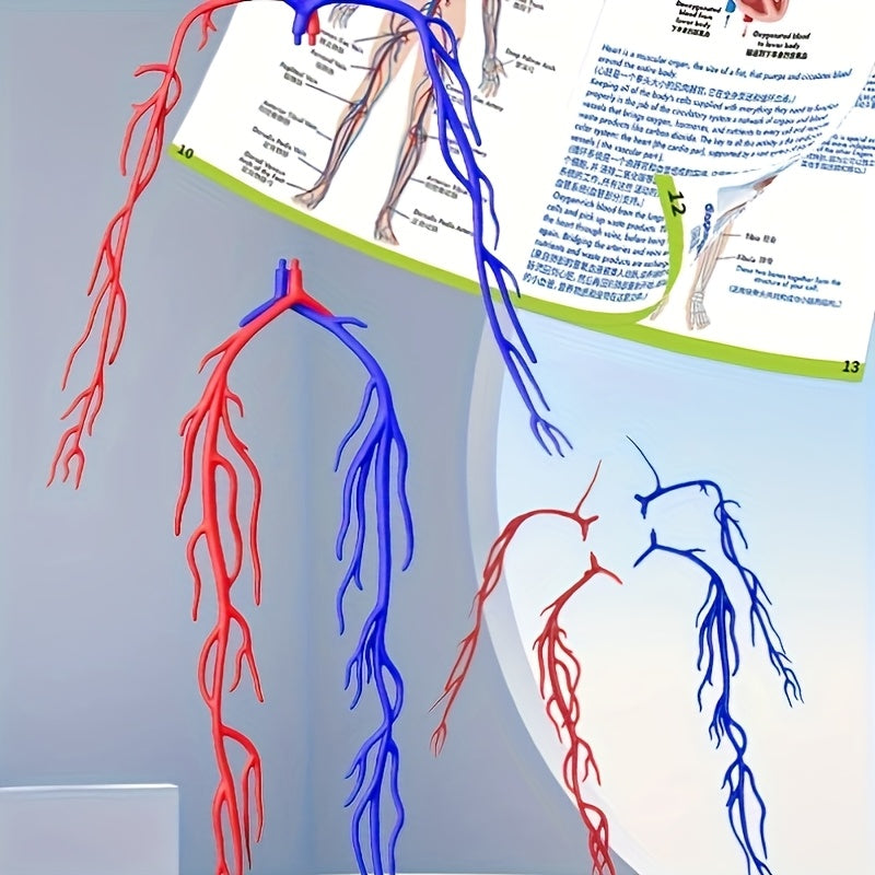 28pcs Human Body Organs Blood Vessels Skeleton Puzzle Model