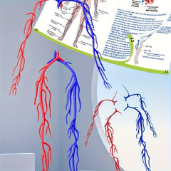 28pcs Human Body Organs Blood Vessels Skeleton Puzzle Model
