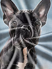Men's Dog Graphic T Shirt - Active & Stretchy Summer Tee