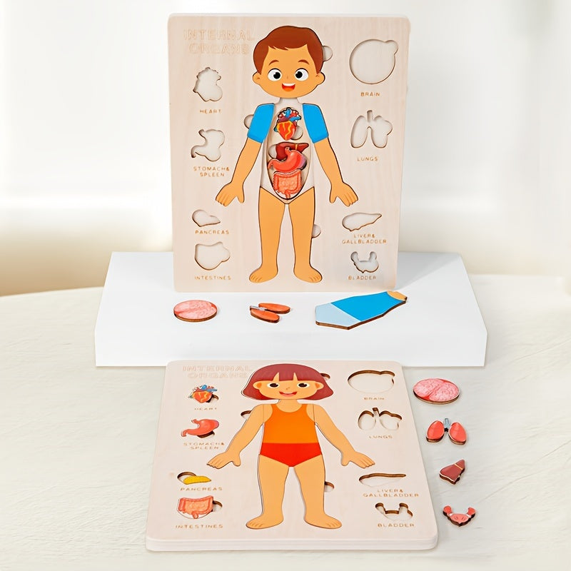 Human Body Structure Wooden Puzzle Educational Toy