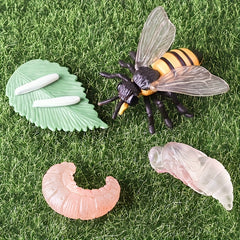 Bee Life Cycle Model Kit for Scientific Learning