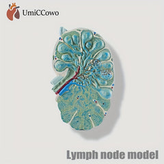 Green PVC Lymph Node Model with Red Lymphatic Tissues