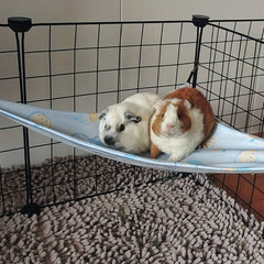 img_5506077