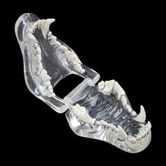 Transparent Dog Cat Teeth Anatomical Model Resin Oral Tooth Jaw