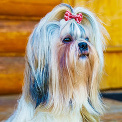 30pcs Mixed Elastic Bow Dog Hair Accessories