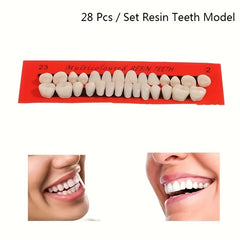 28pcs Dental Practice Tooth Mold Set Student Oral Material Model