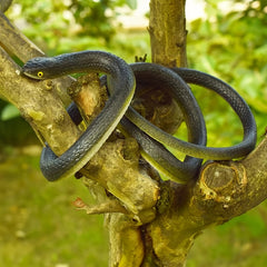 Rubber Snake Prank Toy with String Clip