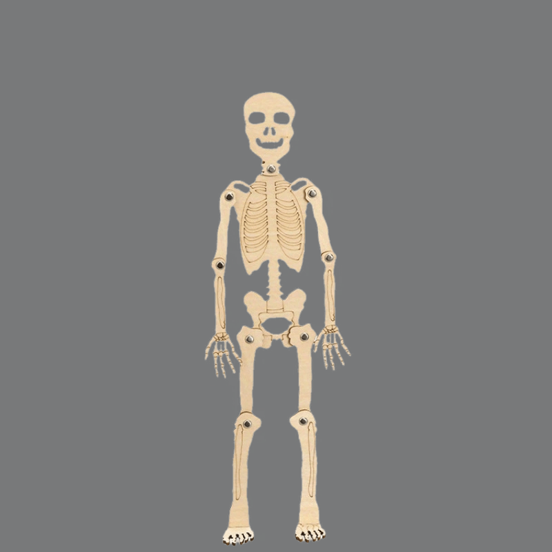 DIY Human Skeleton Assembly Puzzle Kit for Small Production